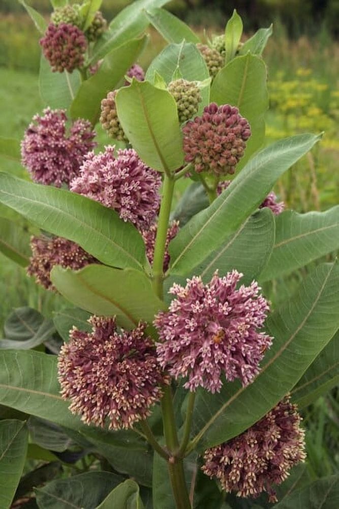 Asclepias syriaca